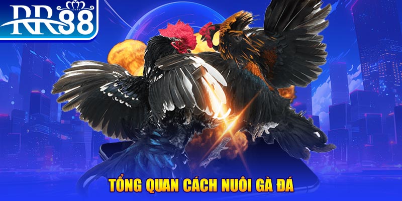 98win2 VA Điện Tử