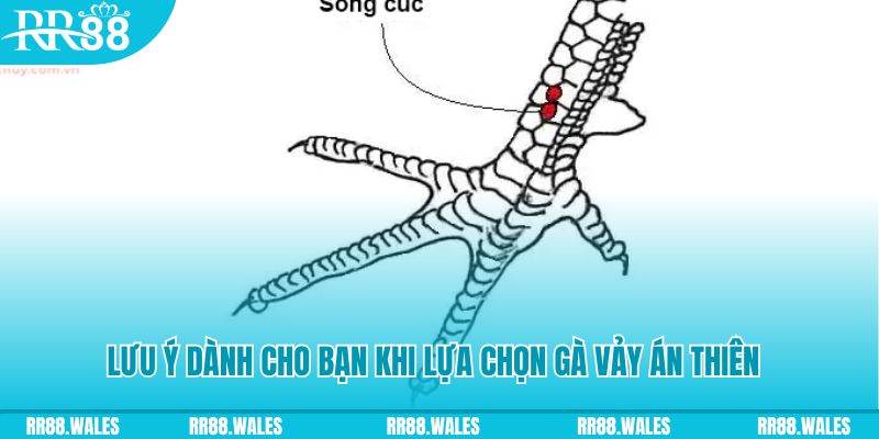 98win2 xổ số đồng nai