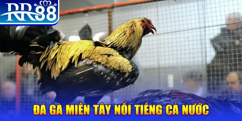 98win2 JILI Game Bài 3d